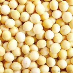 供應黃豆批發 東北黃豆 黑龍江黃豆價格 廠家 圖片